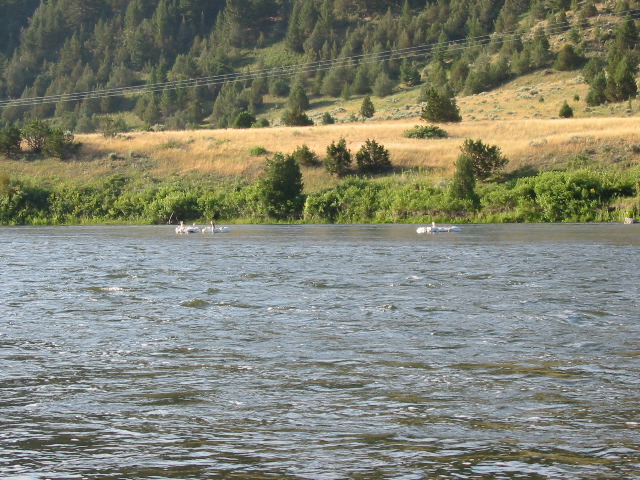 Yes these are Pelicans