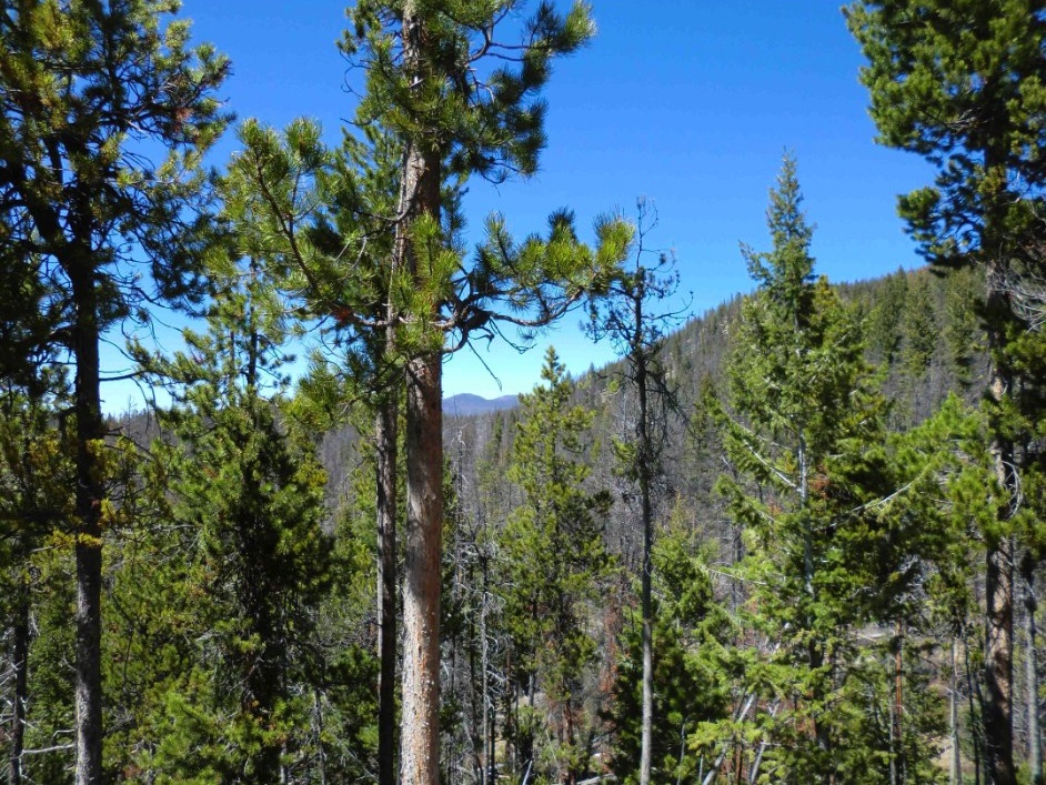 treetops on the Continental Divide Tr. No. 87 near Whitehall, MT