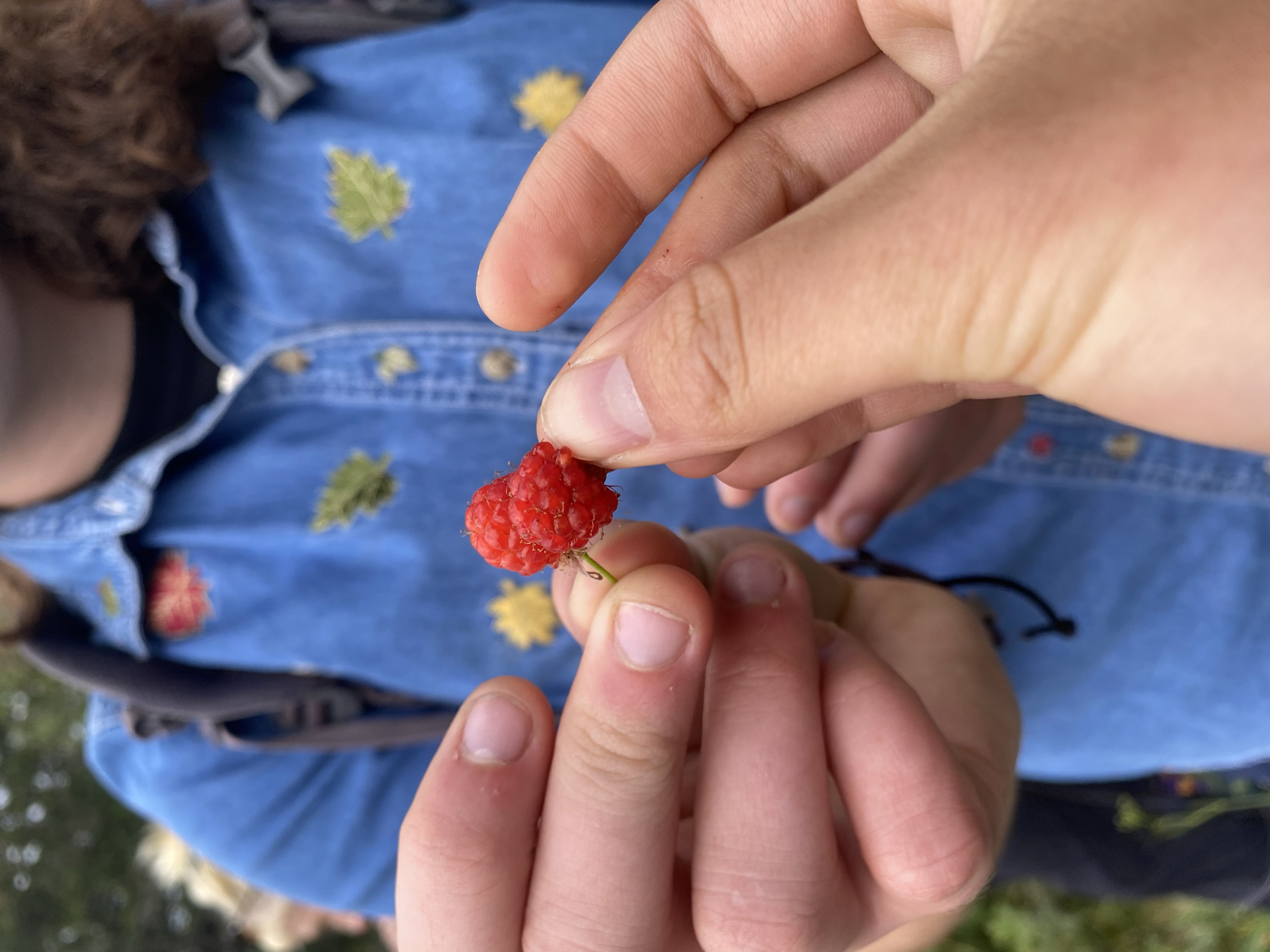 Learning to forage, found a raspberry!